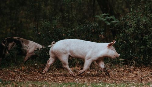 新希望能否穿越“猪周期”？家禽饲养的多元化战略解析