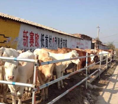 山西省恒达奶牛肉牛合作社的养殖探索与杭州家禽饲养模式的对比分析