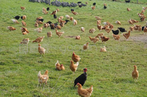 法国布鲁埃恩维辛 传统与现代交融的家禽饲养艺术