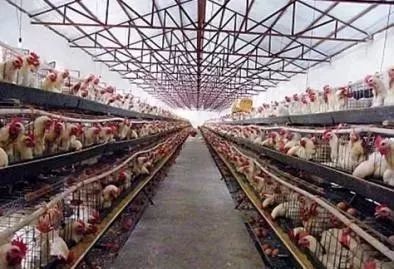 规模化家禽养殖中保健工作的核心价值与实践意义