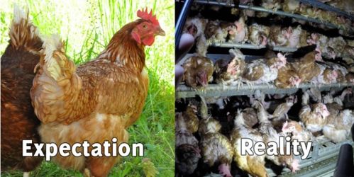 美国农业部新规引争议 允许售卖感染禽白血病的鸡肉