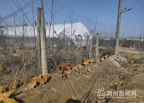 散养土鸡与草莓采摘齐飞，荆州优质农产品引领健康消费新风尚