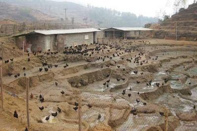 和农村创业养殖的项目有哪些？解锁家禽饲养致富密码，探索创业新蓝海