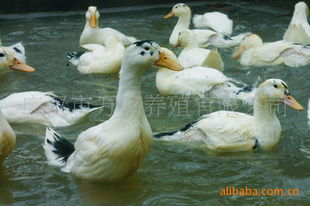 探秘超级瘦肉型芙蓉鸭苗 快速生长与高瘦肉率背后的养殖新选择