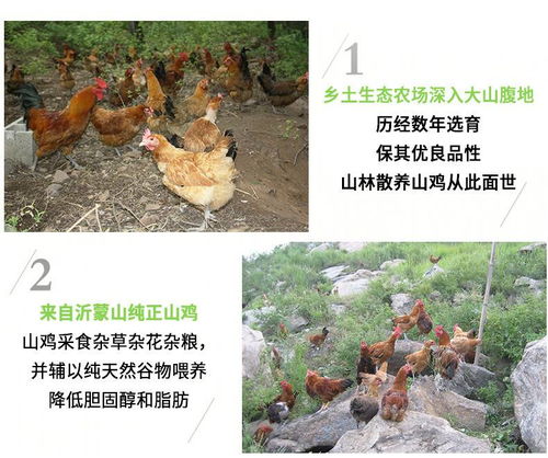 沂蒙山间，自然之味 散养土鸡蛋的营养与匠心