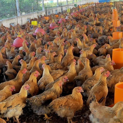 发酵饲料 家禽养殖扭亏为盈的科学路径