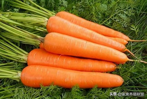 着色剂的威力 散养土鸡养殖户的最后防线是否告急？