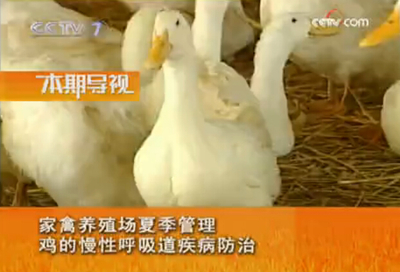 家禽养殖场夏季管理 鸡慢性呼吸道疾病的防治策略