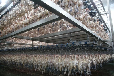 湘佳牧业 家禽产业链的现代领跑者