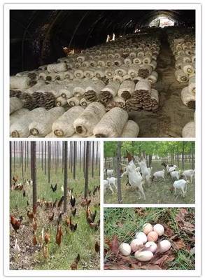 宝坻区女强人科技示范基地 家禽养殖的创新与突破