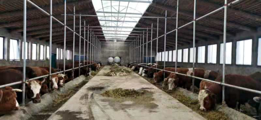 原州区六大举措助推草畜产业高质量发展——家禽饲养篇