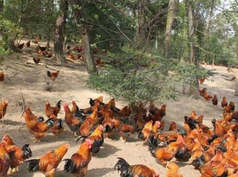 环境对家禽饲养的影响及其控制措施