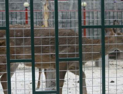 山庄人工饲养打造的北京特色家禽