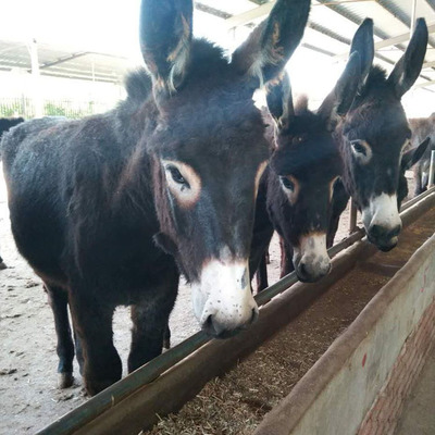 优良肉驴驴苗批发指南 德州驴与淮阳肉驴的饲养优势